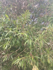Myrtaceae