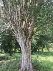 Myrtaceae