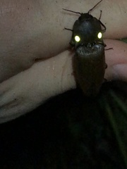 Pyrophorus noctilucus