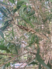Myrtaceae