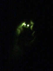 Pyrophorus noctilucus