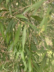 Myrtaceae