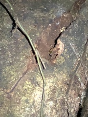 Pyrophorus noctilucus