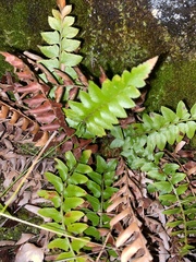 Polystichum imbricans