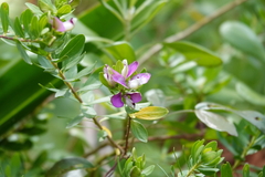 Polygala myrtifolia