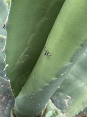 Pseudodyscrasis scutellaris