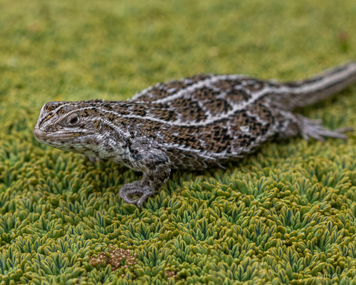Magellan's Tree Iguana, Liolaemus magellanicus