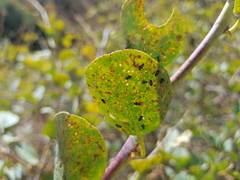 Phyllotreta latevittata