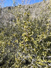 Pseudoziziphus parryi