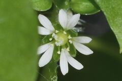 Stellaria cuspidata
