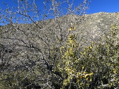 Pseudoziziphus parryi