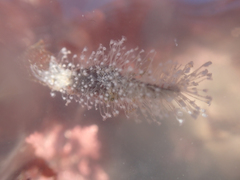 Entoprocta