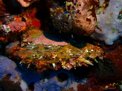 Pinctada margaritifera