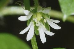Stellaria cuspidata