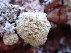 Protoparmeliopsis pinguis