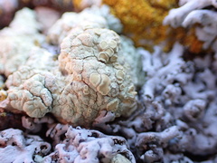Protoparmeliopsis pinguis