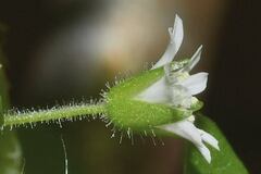 Stellaria cuspidata