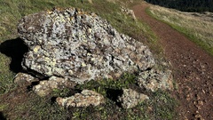 Protoparmeliopsis pinguis