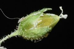 Stellaria cuspidata