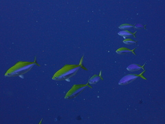 Caesio xanthonota