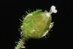 Stellaria cuspidata