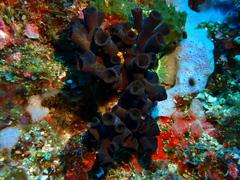 Tubastraea