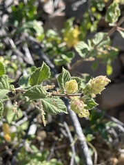 Aloysia barbata