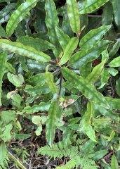 Quintinia serrata