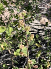 Aloysia barbata