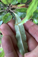 Quintinia serrata