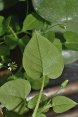 Stellaria cuspidata