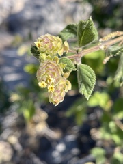 Aloysia barbata