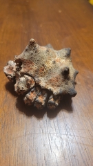 Echidnocerus cibarius