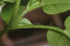 Stellaria cuspidata