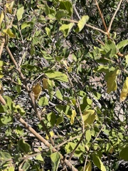 Aloysia barbata