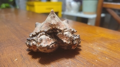 Echidnocerus cibarius