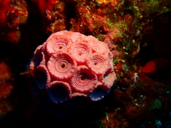 Tubastraea