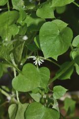 Stellaria cuspidata