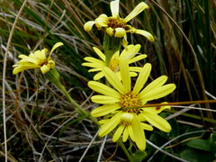 Brachyglottis adamsii
