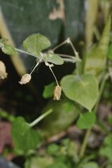 Stellaria cuspidata