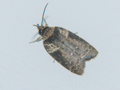 Dilophothripa alopha