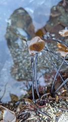 Laminaria sinclairii