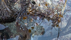 Laminaria sinclairii