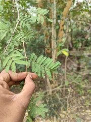 Vachellia leucophloea