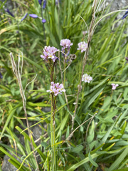 Arabis eschscholtziana