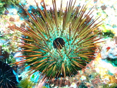 Echinostrephus
