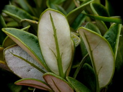 Brachyglottis adamsii