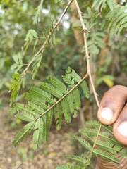 Vachellia leucophloea