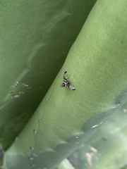 Pseudodyscrasis scutellaris