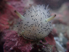 Acanthodoris rhodoceras